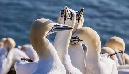 kaiyun.com-中国女篮强调团队协作 增强比赛掌控力，中国女篮很强